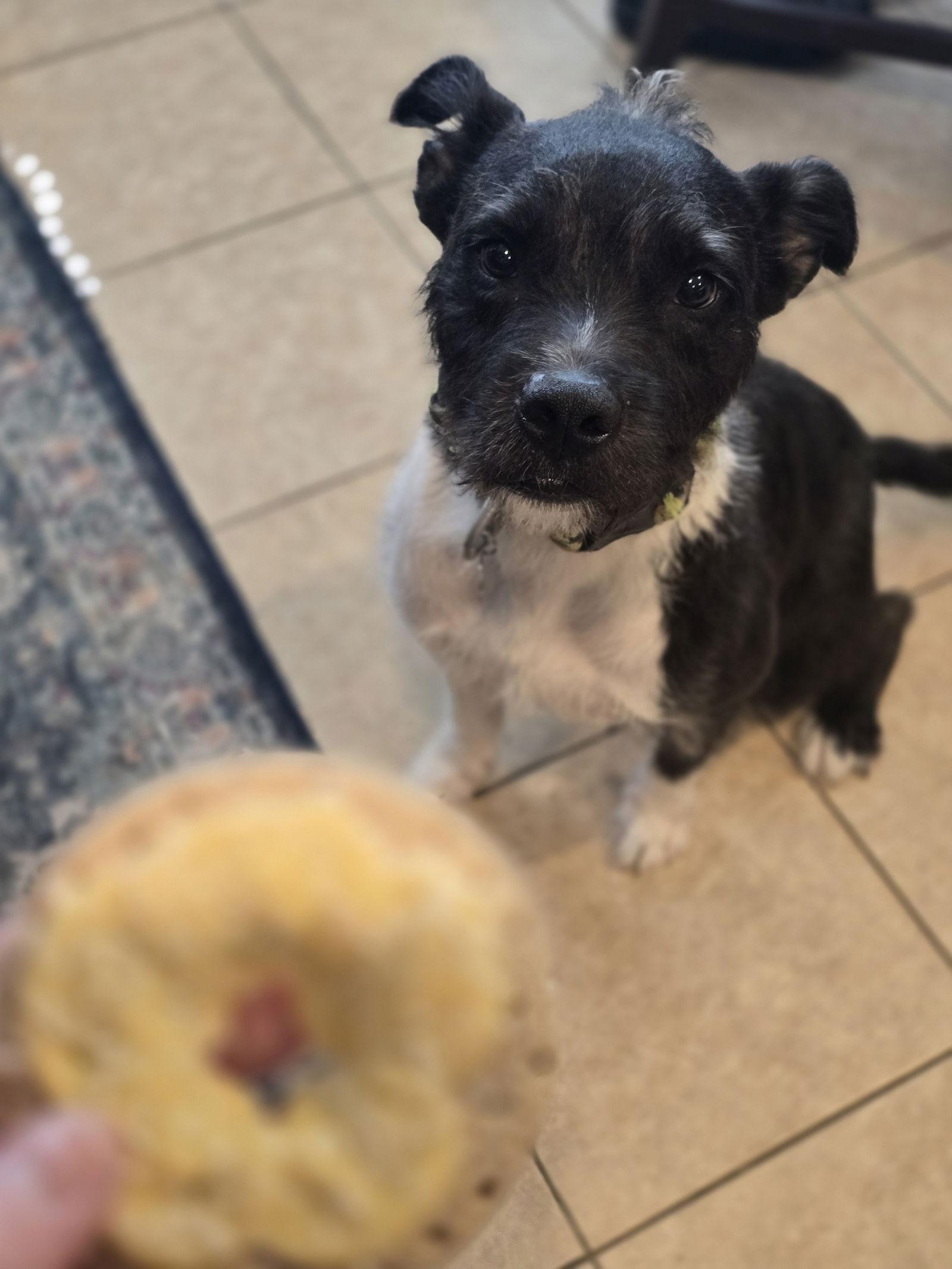 Enlarge Sirius Black (Cutter), a Adoptable mixed breed in Springfield, IL image 2/3