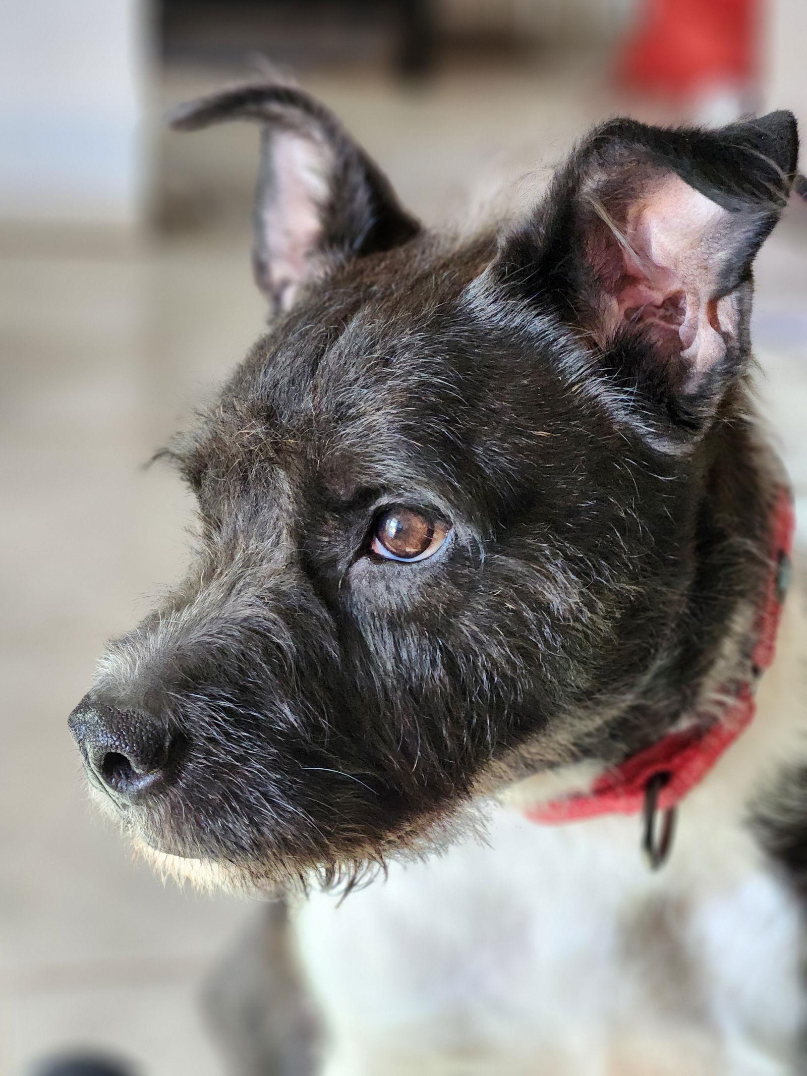 Enlarge Sirius Black (Cutter), a Adoptable mixed breed in Springfield, IL image 1/3