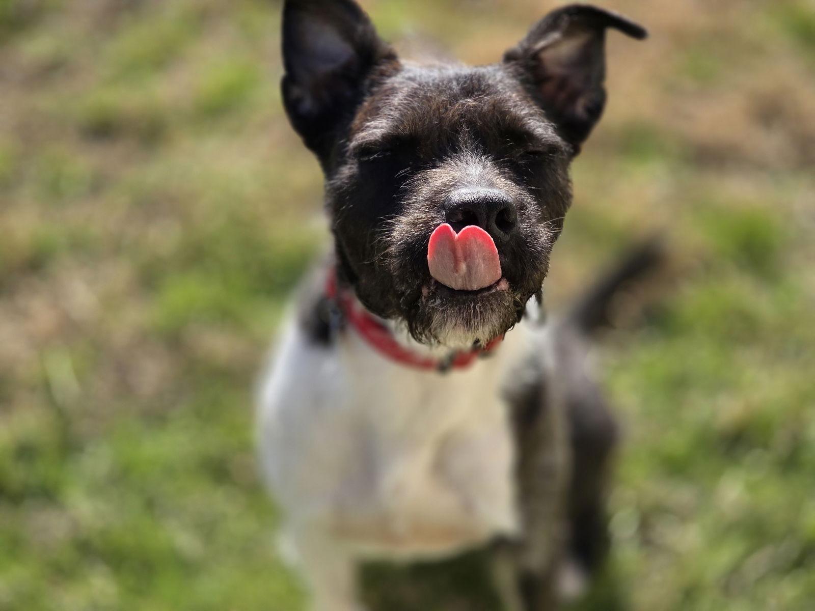 Enlarge Sirius Black (Cutter), a Adoptable mixed breed in Springfield, IL image 2/3