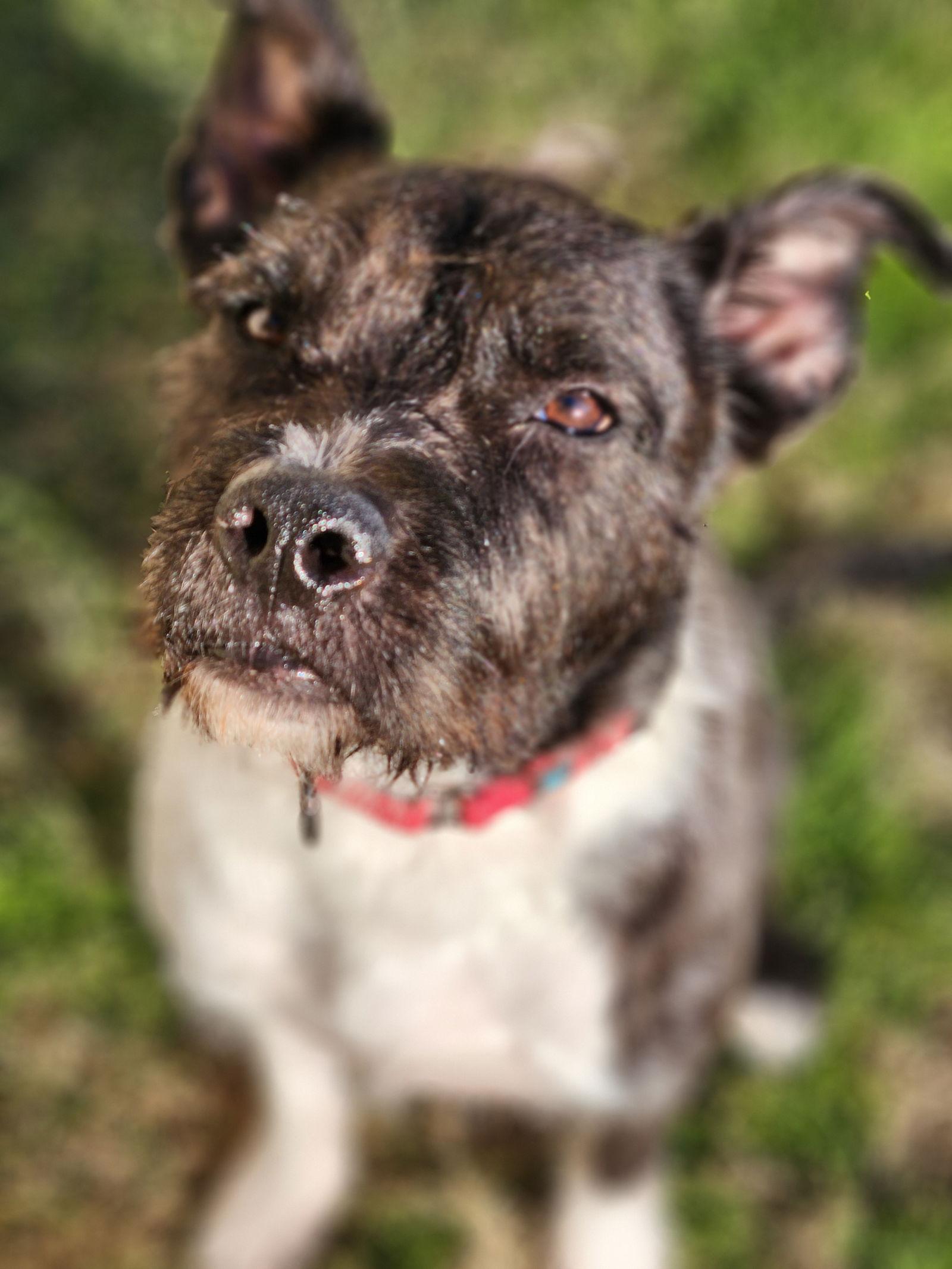 Enlarge Sirius Black (Cutter), a Adoptable mixed breed in Springfield, IL image 3/3