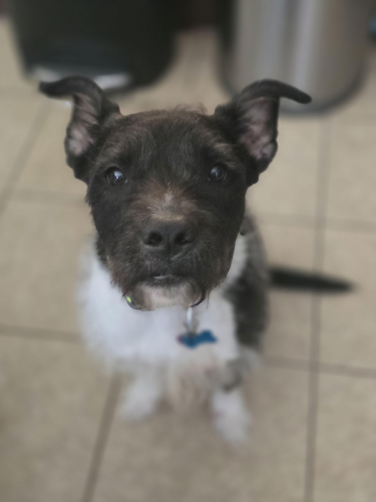 Enlarge Sirius Black (Cutter), a Adoptable mixed breed in Springfield, IL image 3/3