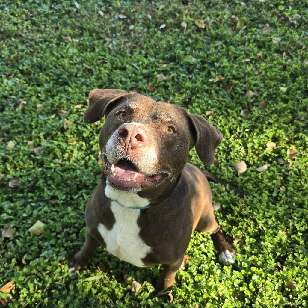 Enlarge Guaro, a Adoptable Mixed Breed in Clearwater, FL image 2/4