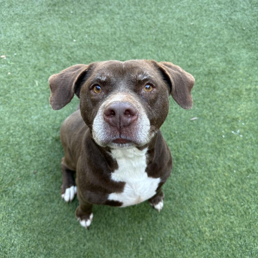 Enlarge Guaro, a Adoptable Mixed Breed in Clearwater, FL image 4/4