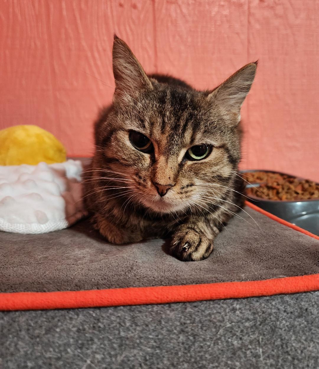 Enlarge Crabbypants, a ADOPTABLE Domestic Short Hair in Point Pleasant, WV image 1/1