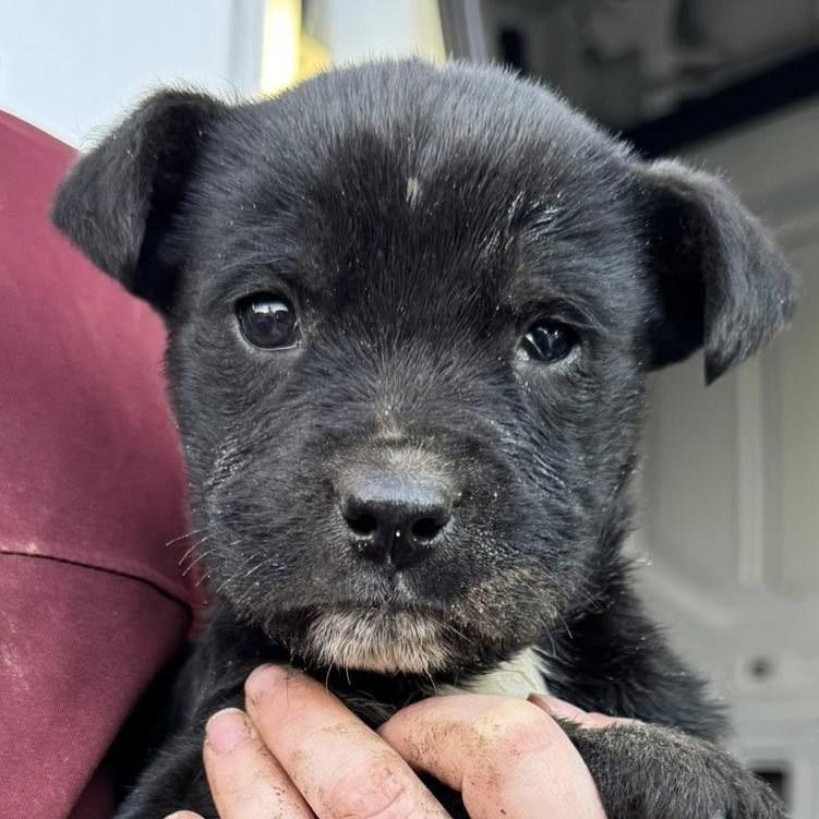 Emerald 22397 — thumbnail 2