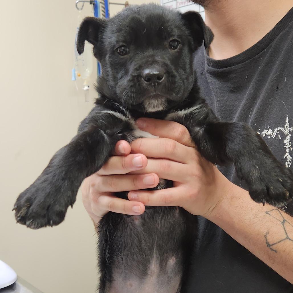 Emerald 22397 — thumbnail 3