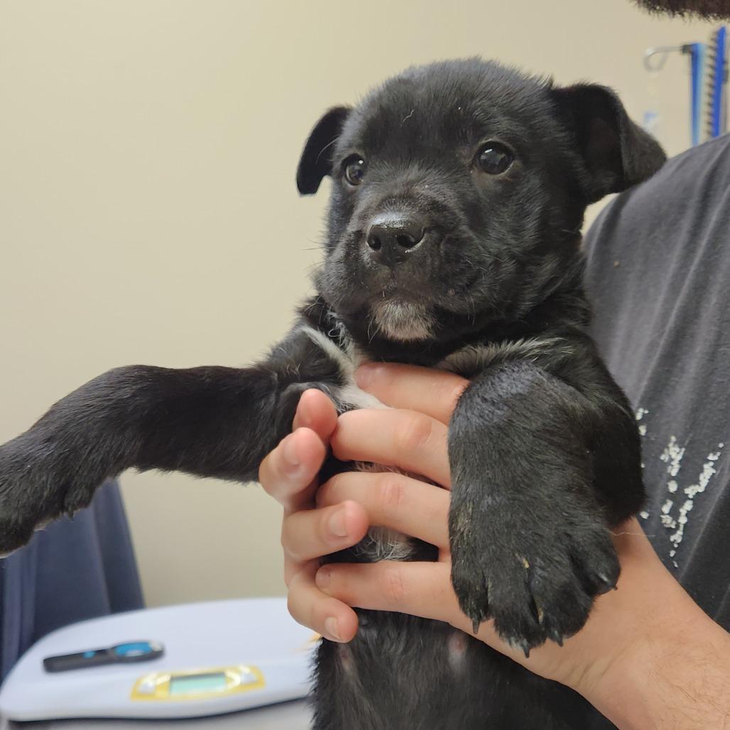 Emerald 22397 — thumbnail 4