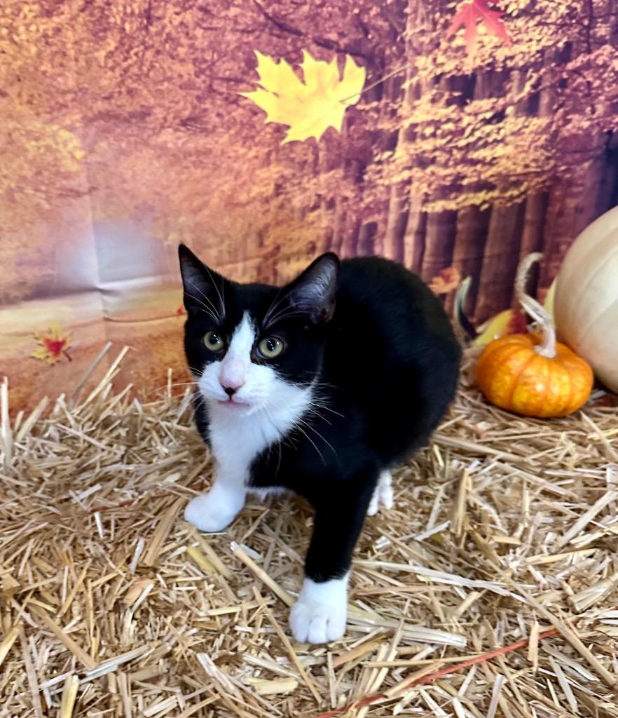 Moth, Adoptable, Kitten Male Domestic Short Hair.