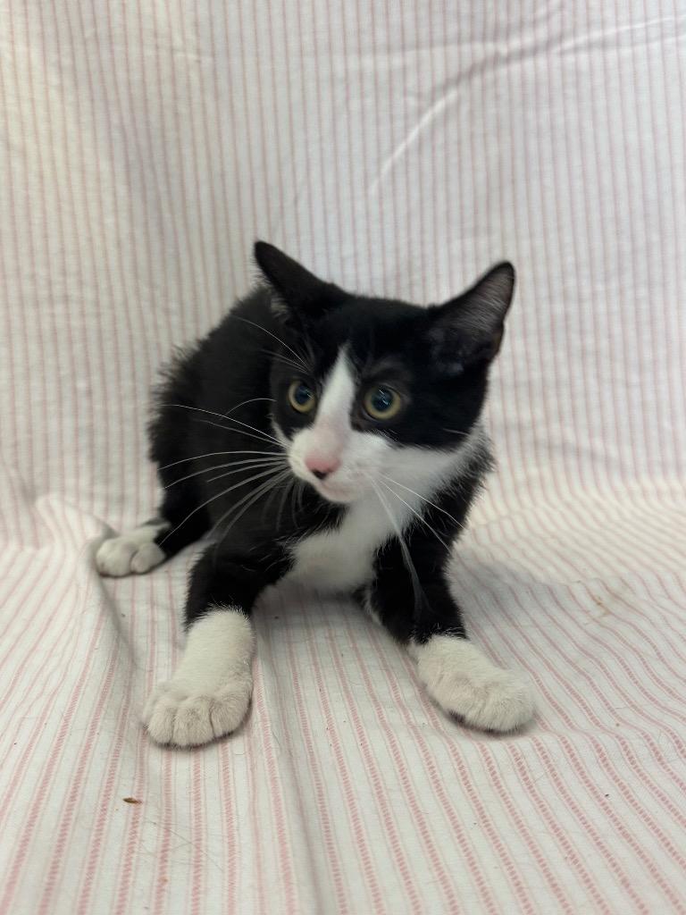 Moth, a Adoptable mixed breed in Newberg, OR image 2/3