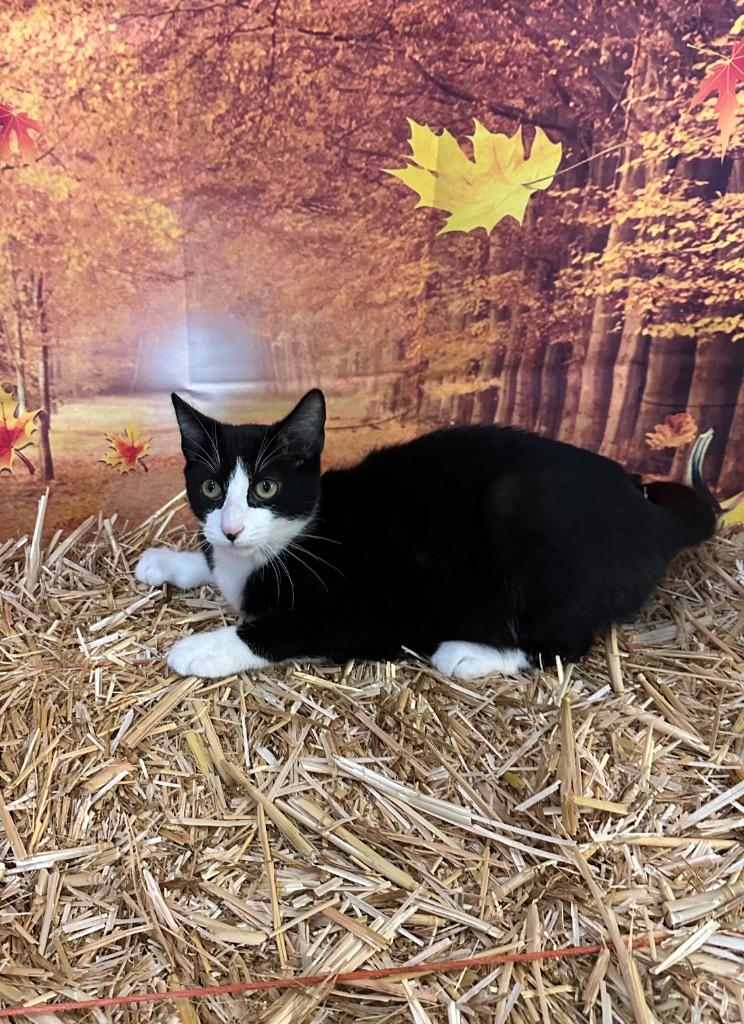 Moth, a Adoptable mixed breed in Newberg, OR image 3/3