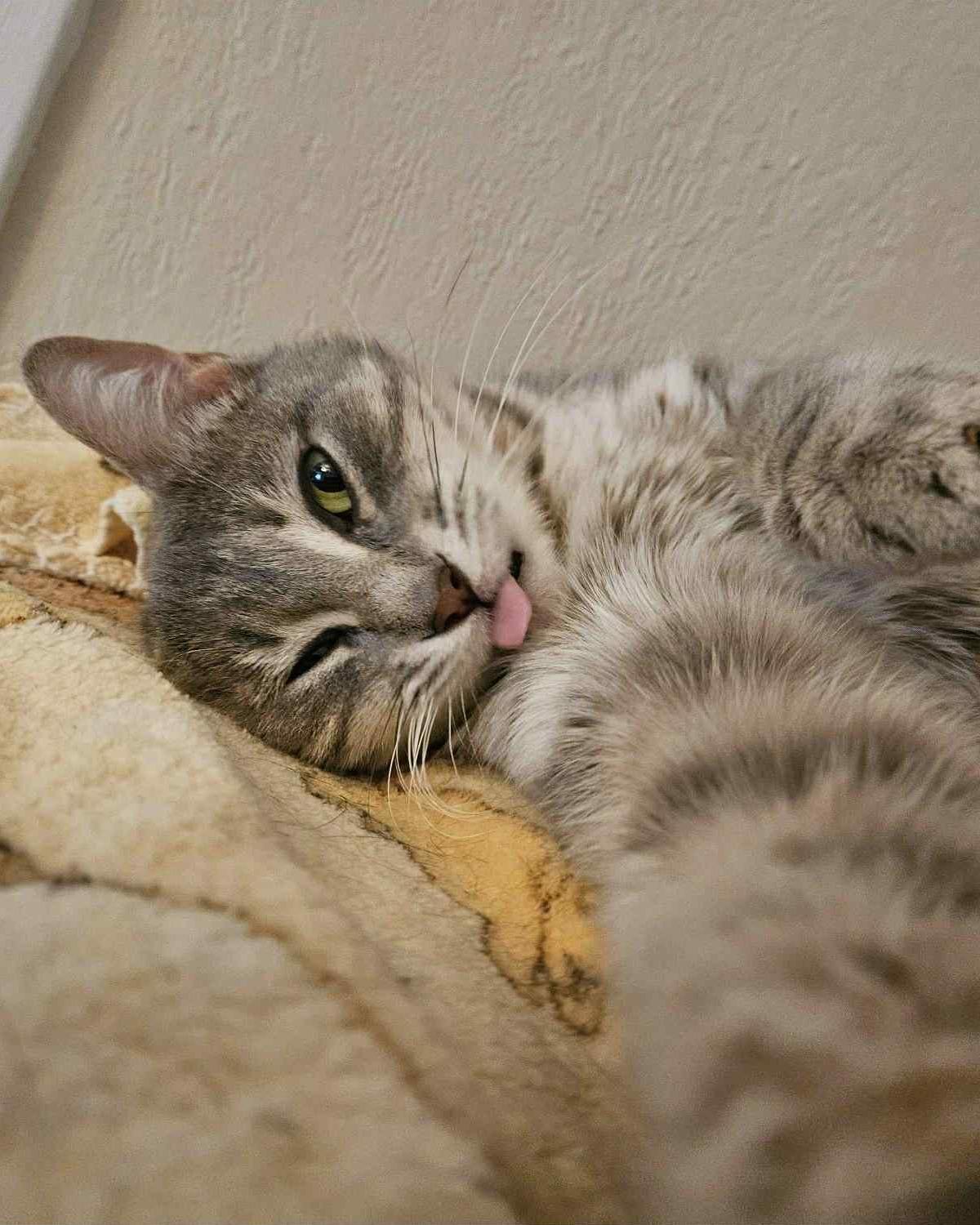 Cola, a Adoptable Domestic Short Hair in Fremont, MI image 2/5