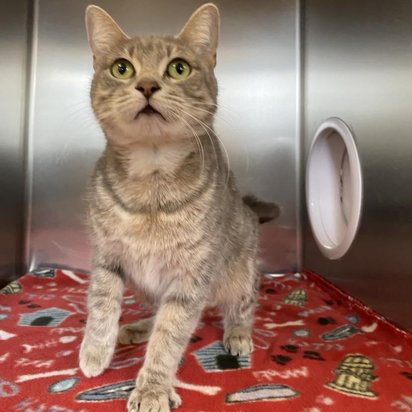 Cola, a Adoptable Domestic Short Hair in Fremont, MI image 3/5