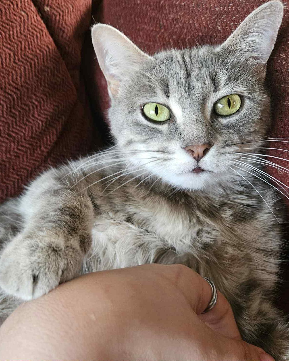 Cola, a Adoptable Domestic Short Hair in Fremont, MI image 1/5