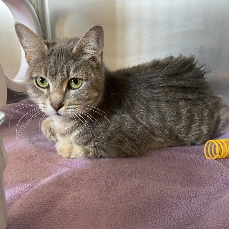 Cola, a Adoptable Domestic Short Hair in Fremont, MI image 4/5