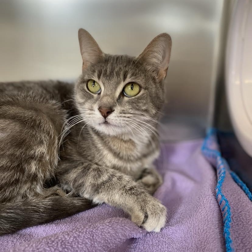 Cola, a Adoptable Domestic Short Hair in Fremont, MI image 5/5