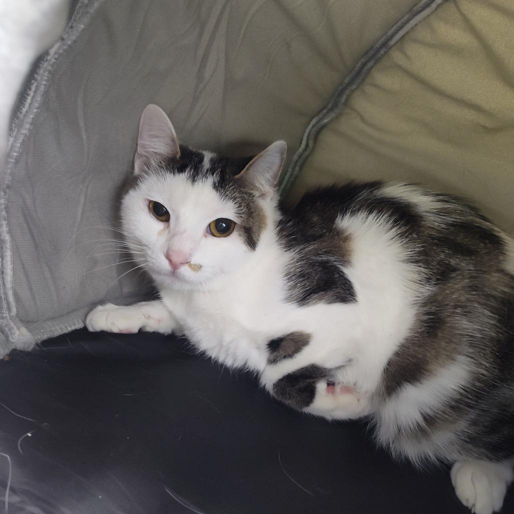 Marilyn (26-1415), Adoptable, Young Female Domestic Short Hair.