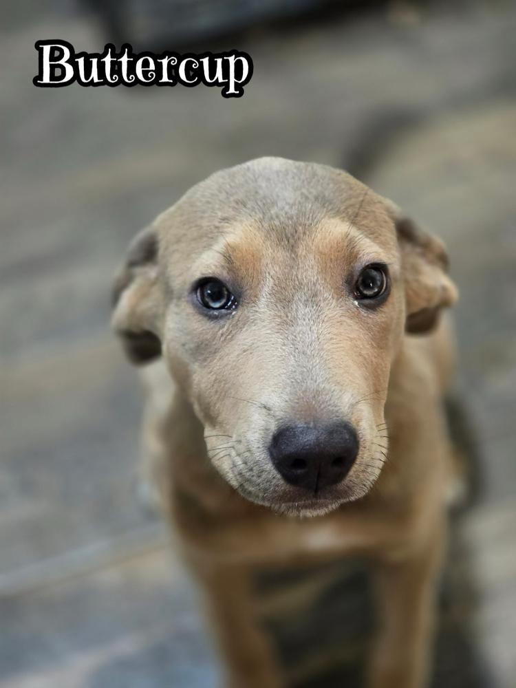 Enlarge Buttercup, a Adoptable mixed breed in Tulsa, OK image 3/4