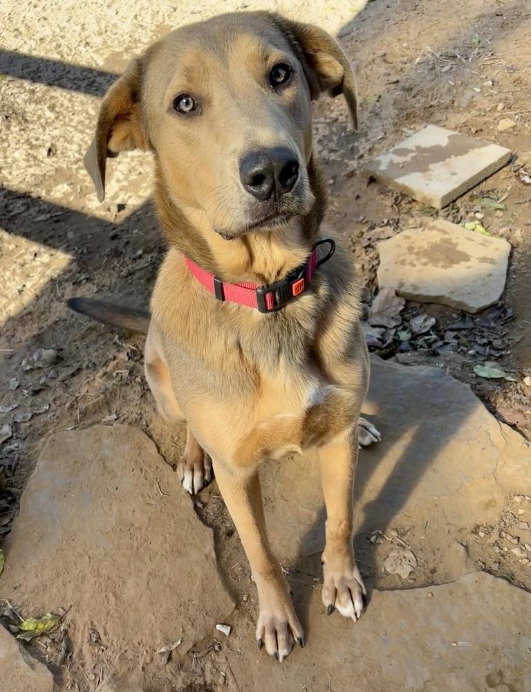 Enlarge Buttercup, a Adoptable mixed breed in Tulsa, OK image 4/4
