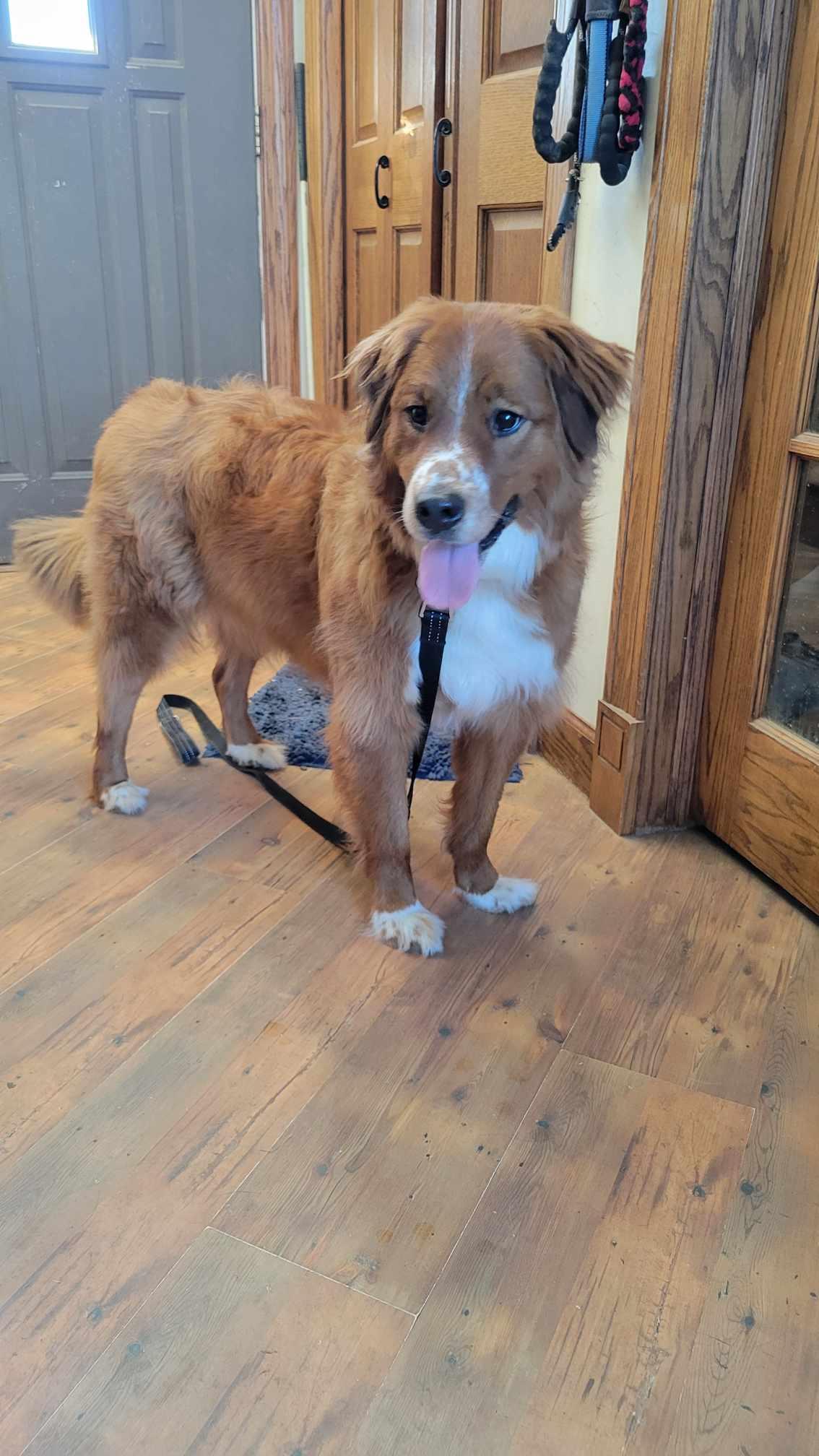 Duke