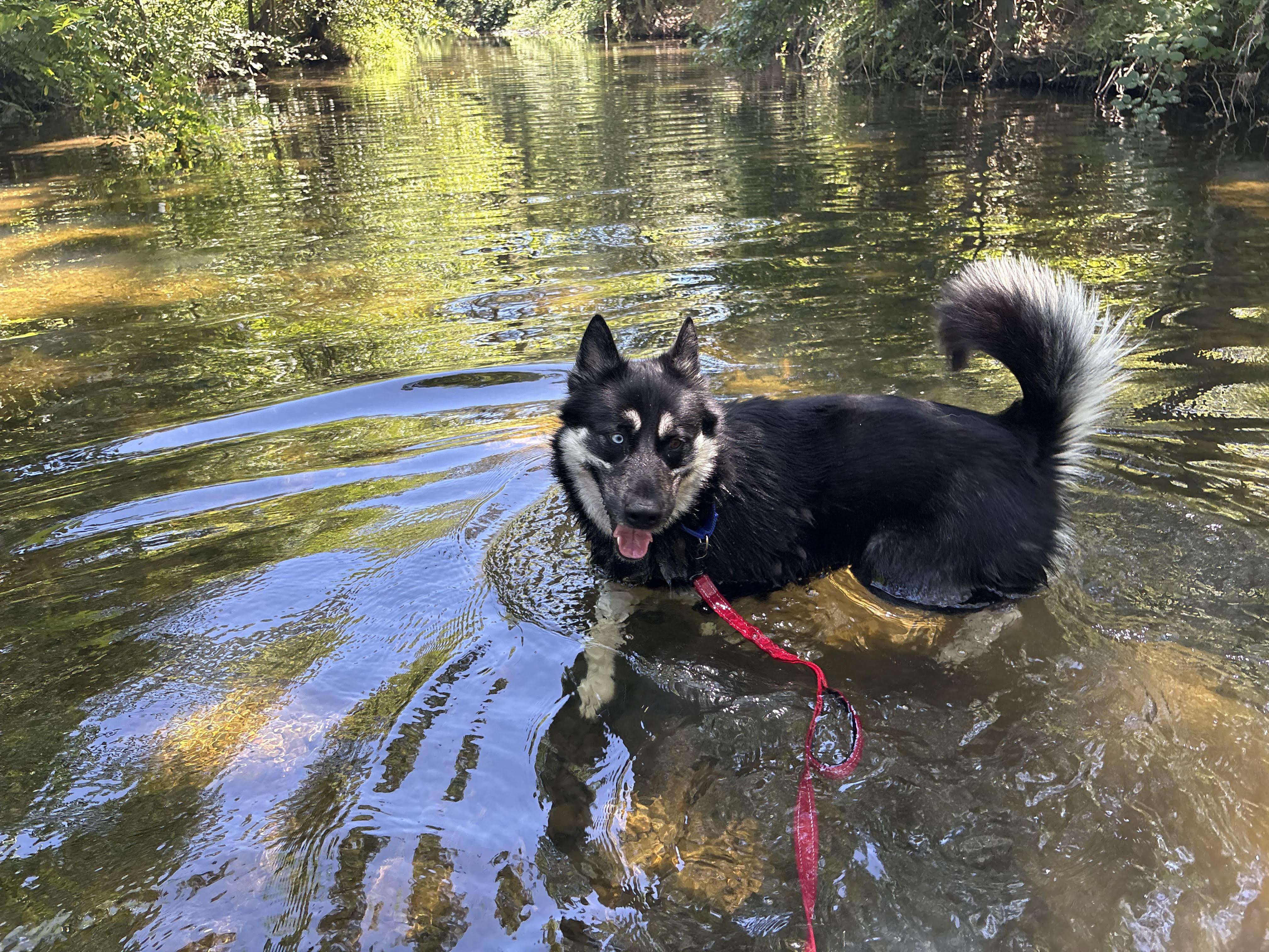 Sebastian, a ADOPTABLE mixed breed in Grass Valley, CA image 6/6
