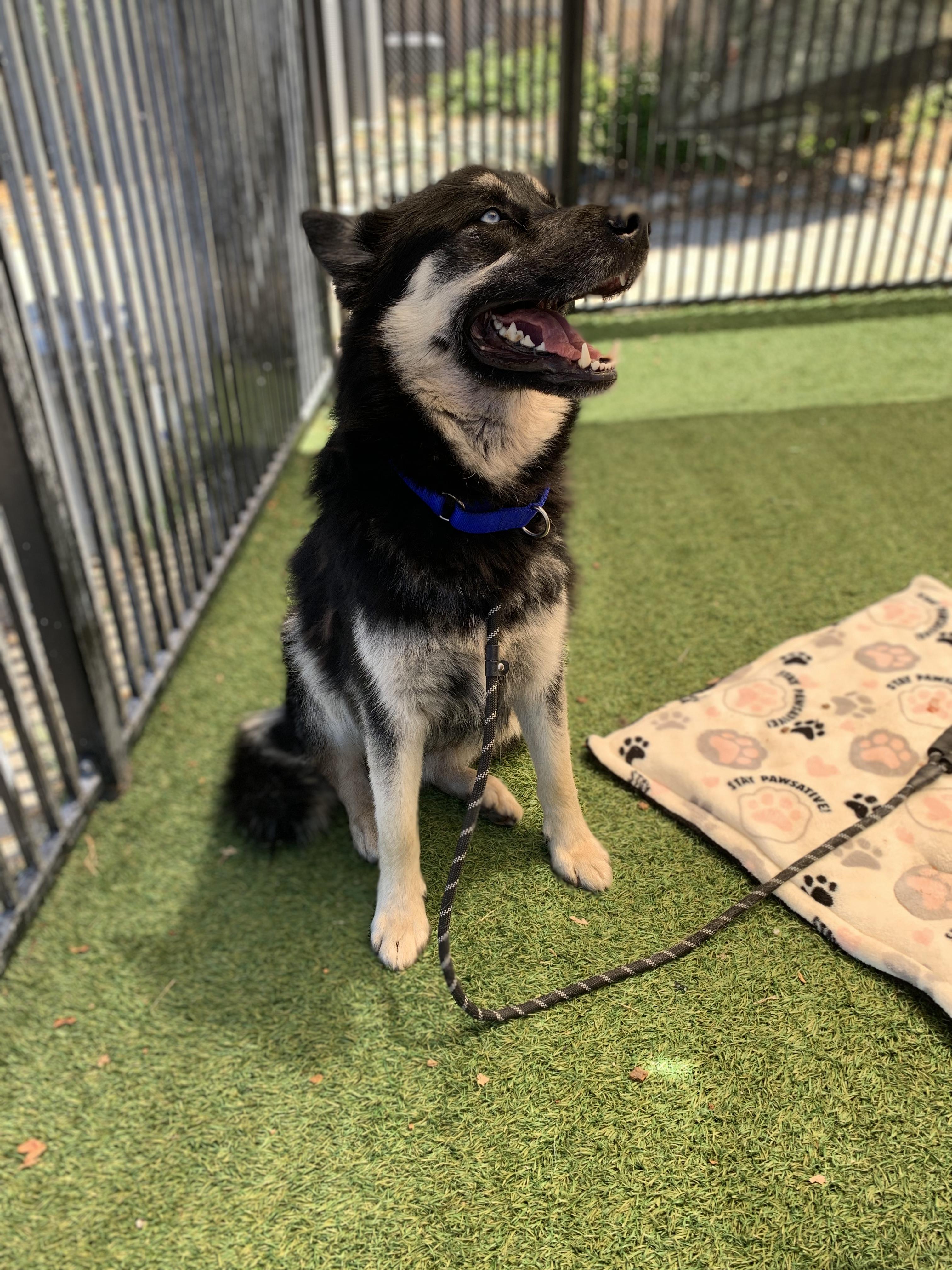 Sebastian, a ADOPTABLE mixed breed in Grass Valley, CA image 3/6