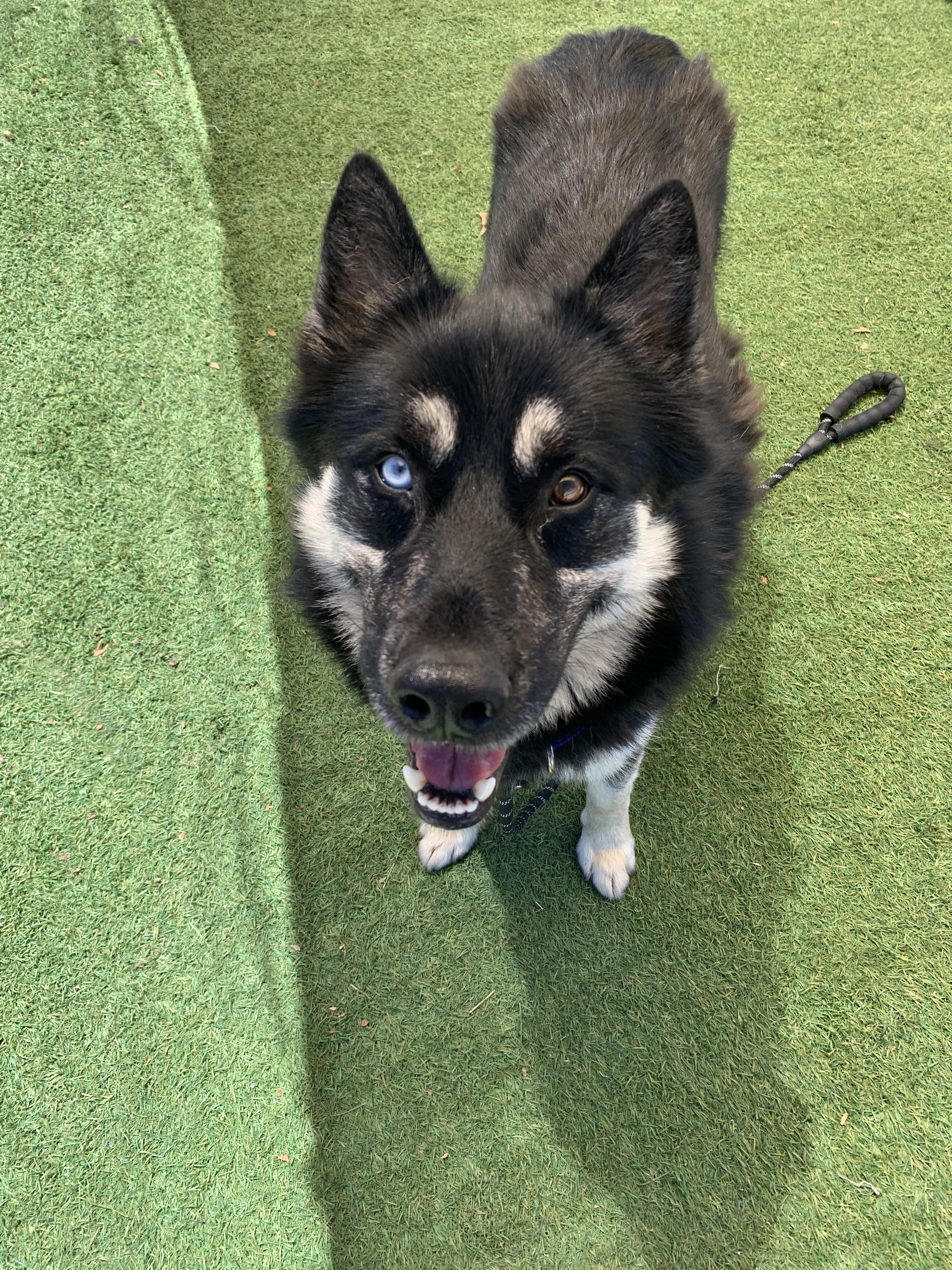 Sebastian, a ADOPTABLE mixed breed in Grass Valley, CA image 2/6
