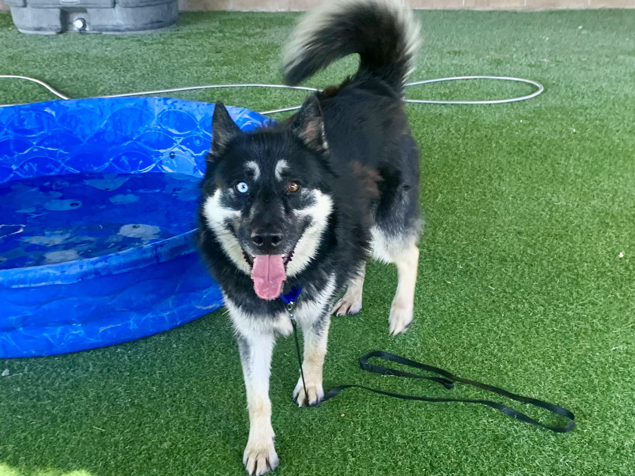 Sebastian, ADOPTABLE, Adult Male Husky.