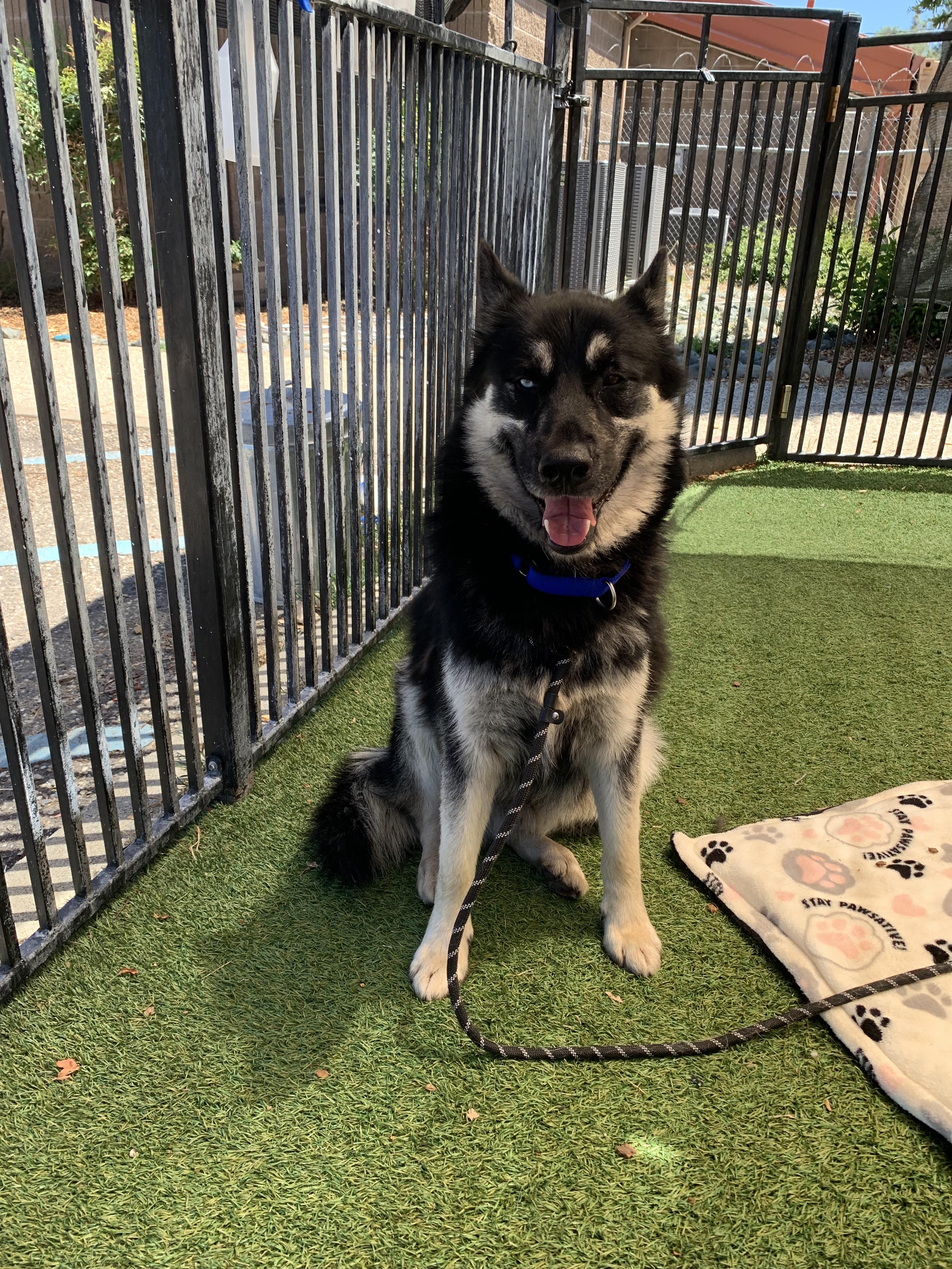 Sebastian, a ADOPTABLE mixed breed in Grass Valley, CA image 4/6