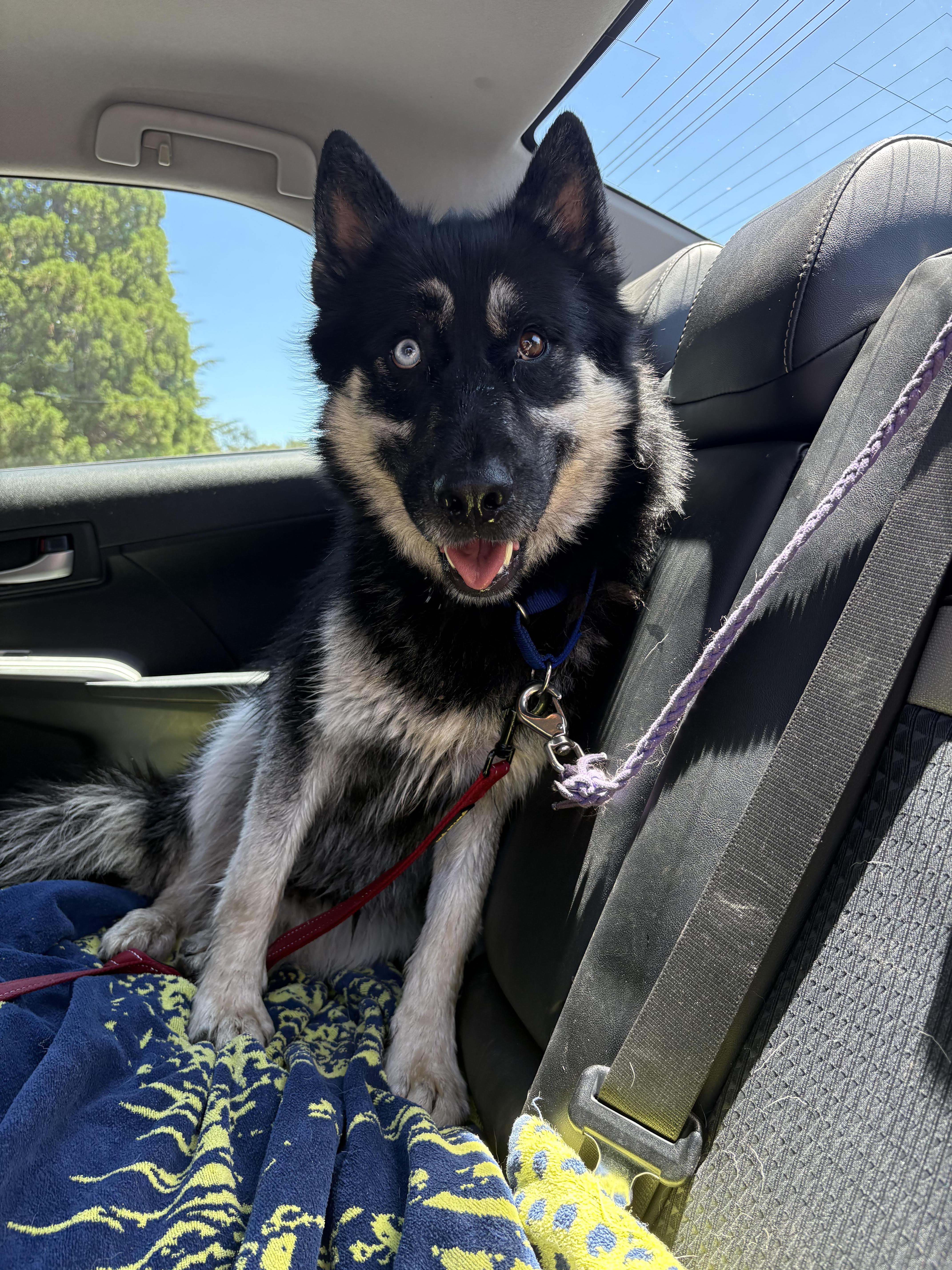 Sebastian, a ADOPTABLE mixed breed in Grass Valley, CA image 5/6