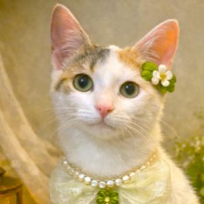 Enlarge TERRIFIC TAFFY - TURKISH VAN GIRL!, a Adoptable mixed breed in Danbury, CT image 1/4