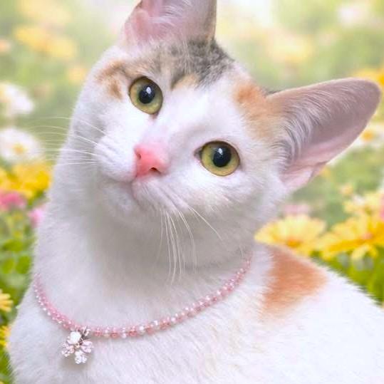 Enlarge TERRIFIC TAFFY - TURKISH VAN GIRL!, a Adoptable mixed breed in Danbury, CT image 3/4