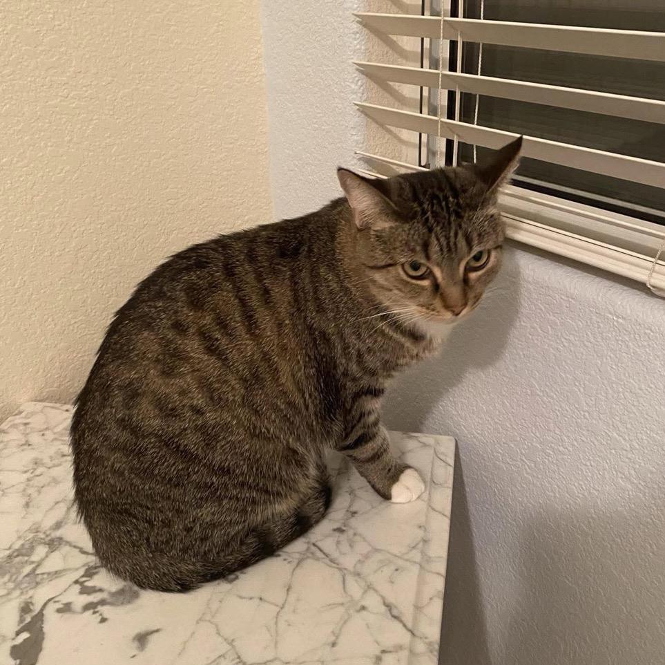 Marisa, a Adoptable Tabby in Murrieta, CA image 3/6