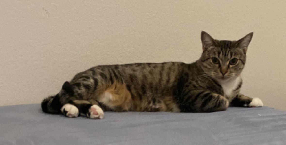 Marisa, a Adoptable Tabby in Murrieta, CA image 6/6