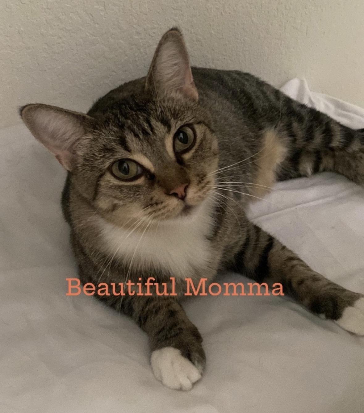 Marisa, a Adoptable Tabby in Murrieta, CA image 4/6