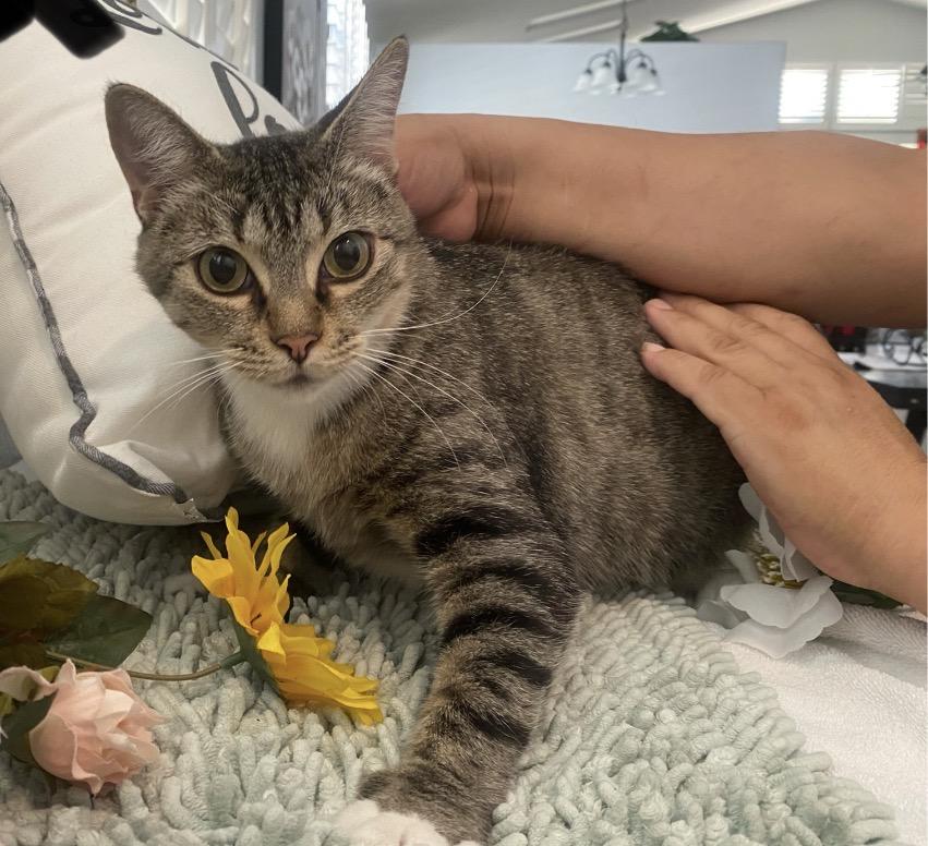 Marisa, a Adoptable Tabby in Murrieta, CA image 5/6