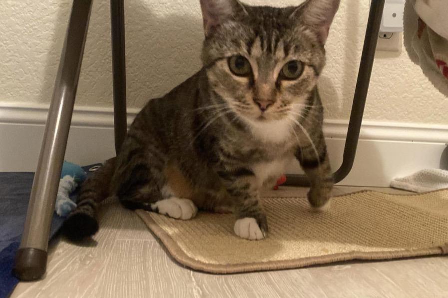 Marisa, a Adoptable Tabby in Murrieta, CA image 2/6