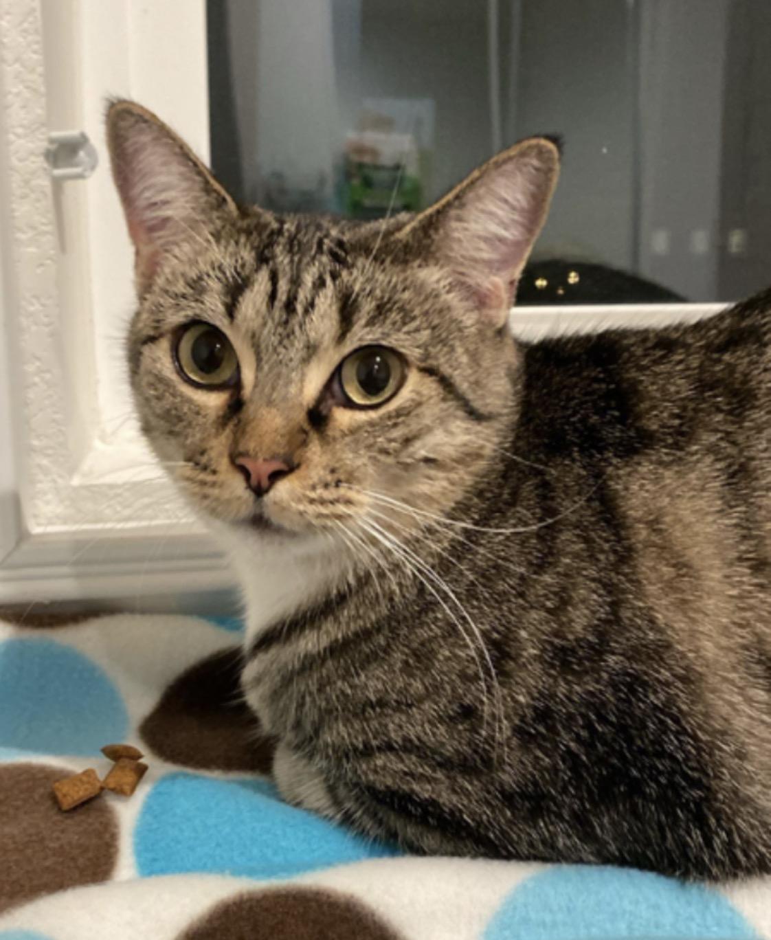 Marisa, Adoptable, Adult Female Tabby.