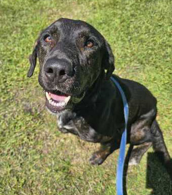 NORMAN, Young Male Mixed Breed