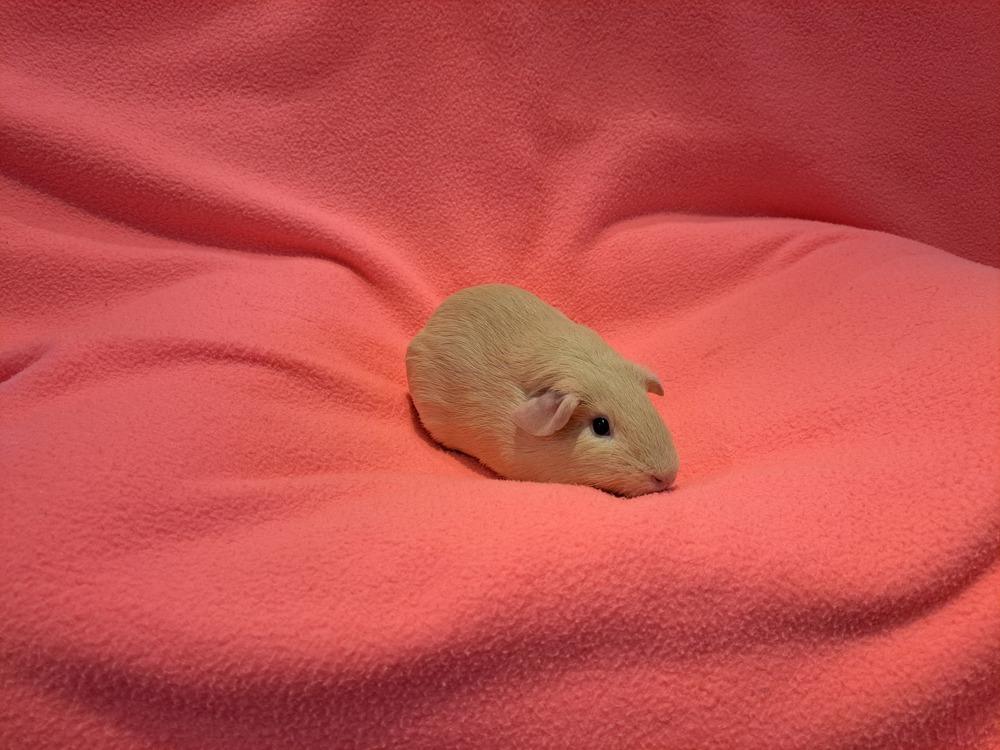 Biscuit and Honey, Adoptable, Baby Female Guinea Pig & Guinea Pig.