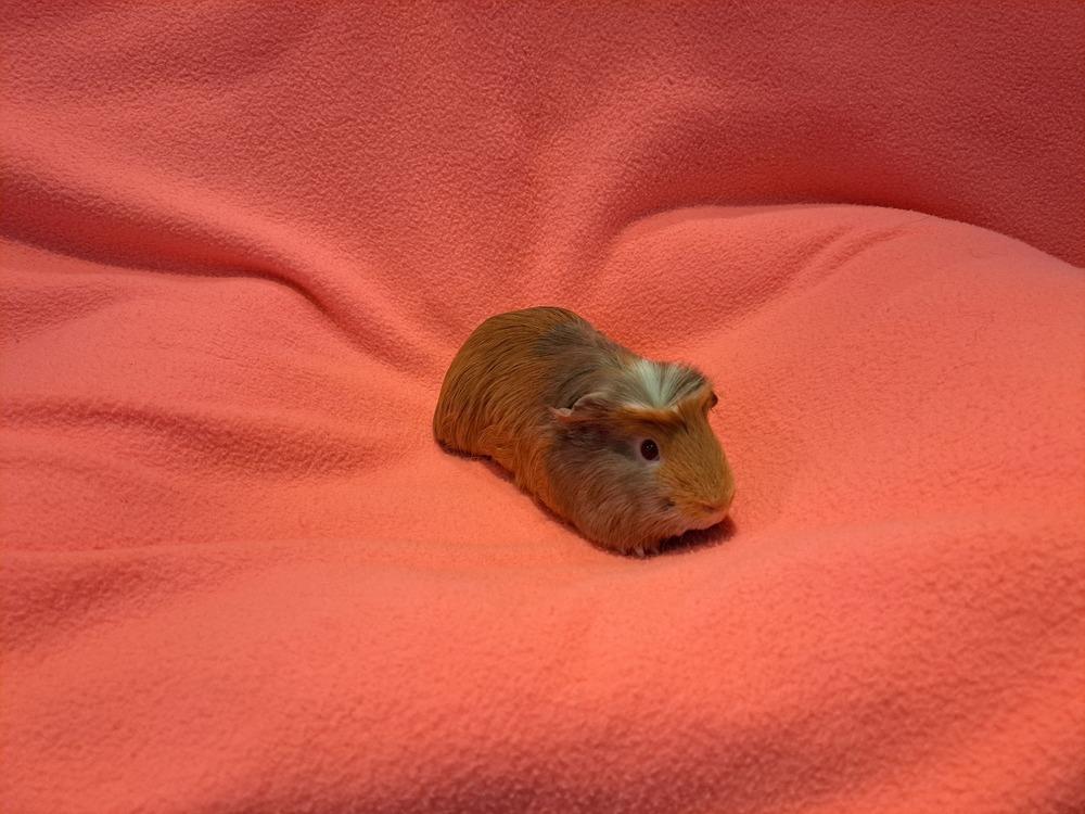 Enlarge Biscuit and Honey, a Adoptable mixed breed in South Bend, IN image 2/5