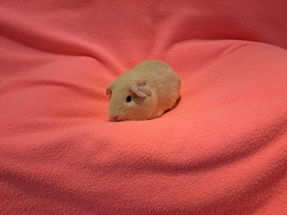 Enlarge Biscuit and Honey, a Adoptable mixed breed in South Bend, IN image 3/5