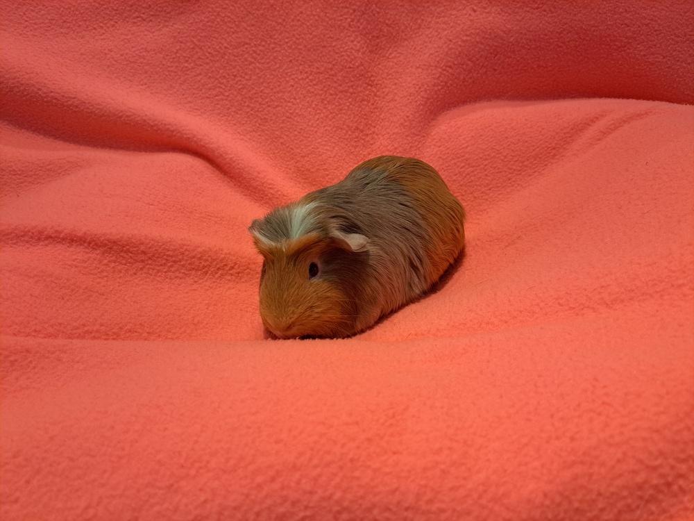 Enlarge Biscuit and Honey, a Adoptable mixed breed in South Bend, IN image 4/5