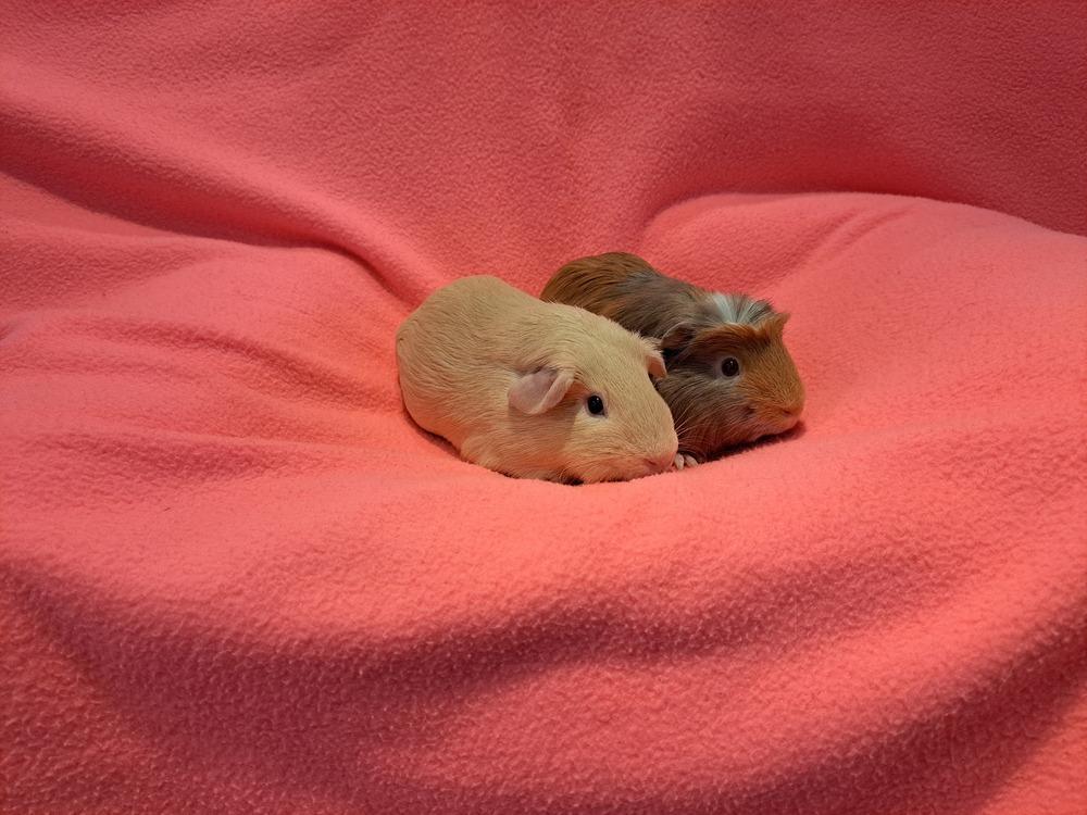 Enlarge Biscuit and Honey, a Adoptable mixed breed in South Bend, IN image 5/5