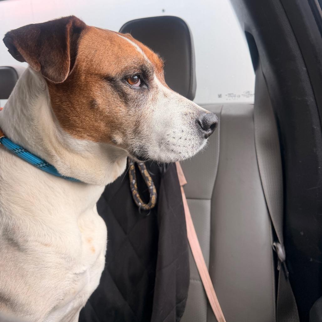 Harriett, Adoptable, Senior Female Labrador Retriever & Pointer.