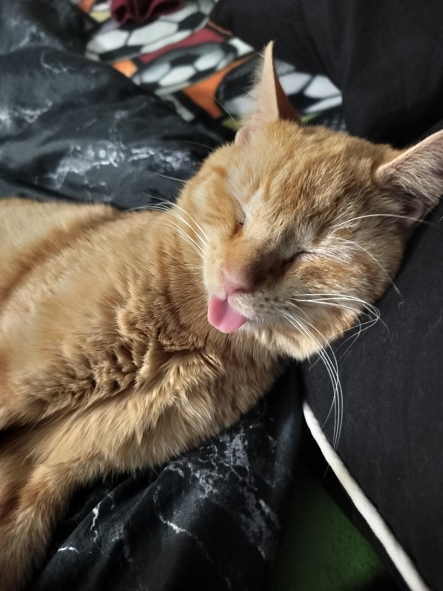 MURRAY, a Adoptable mixed breed in Wexford, PA image 3/4