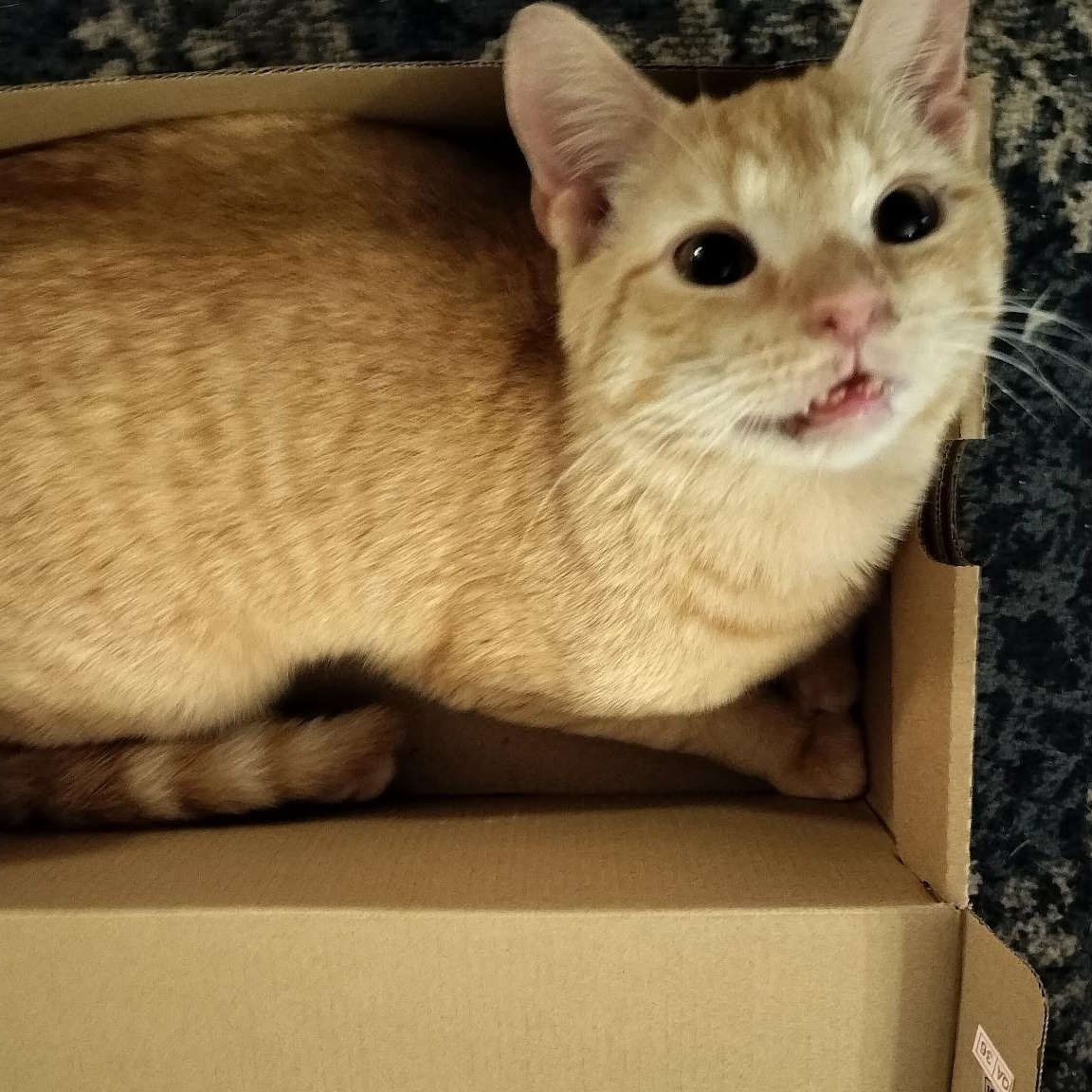 Enlarge MURRAY, a Adoptable mixed breed in Wexford, PA image 3/3