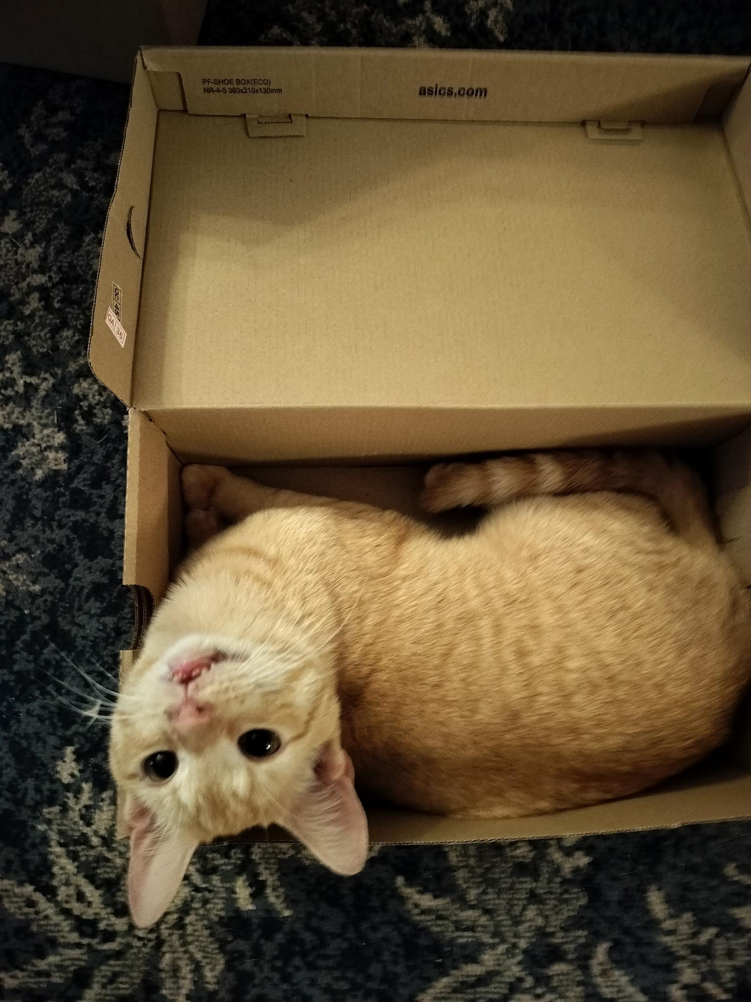 MURRAY, a Adoptable mixed breed in Wexford, PA image 2/4