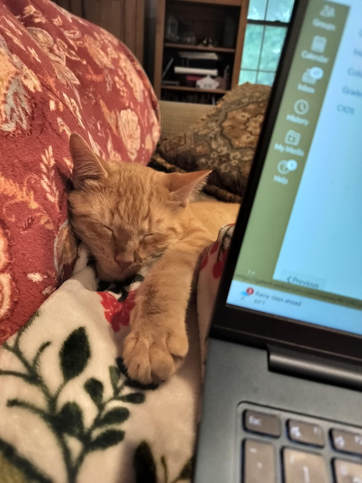 Enlarge MURRAY, a Adoptable mixed breed in Wexford, PA image 1/4