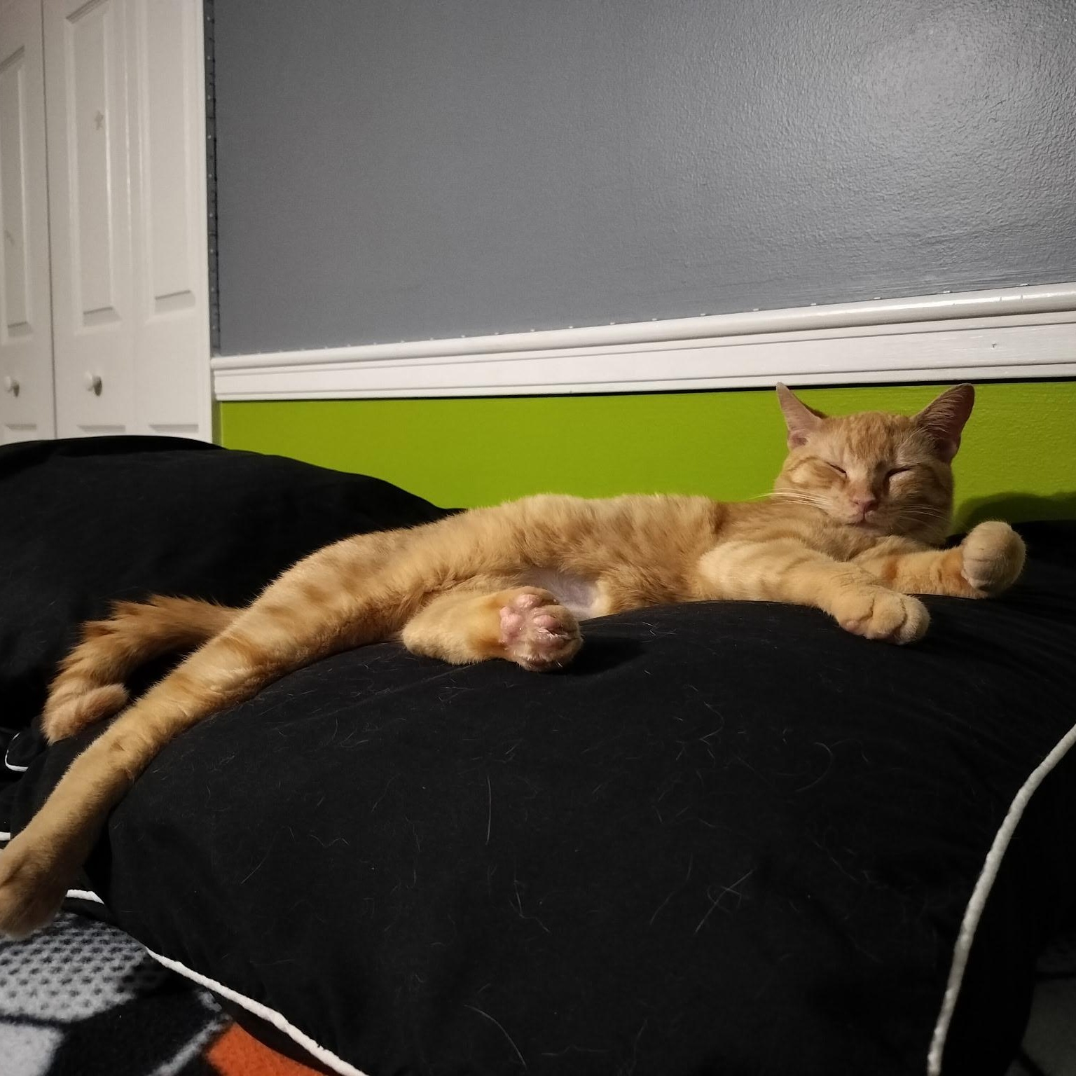 MURRAY, Adoptable, Adult Male Domestic Short Hair.