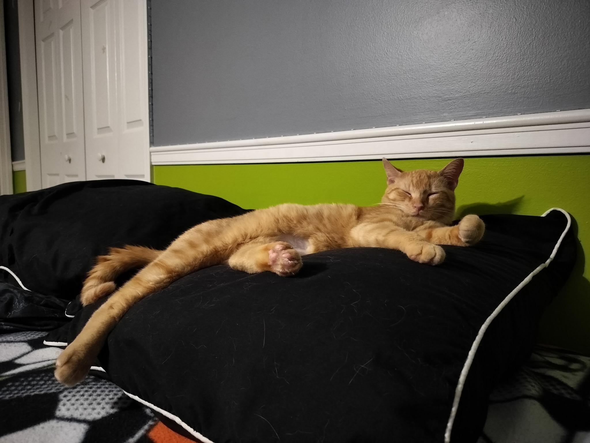 MURRAY, a Adoptable mixed breed in Wexford, PA image 4/4